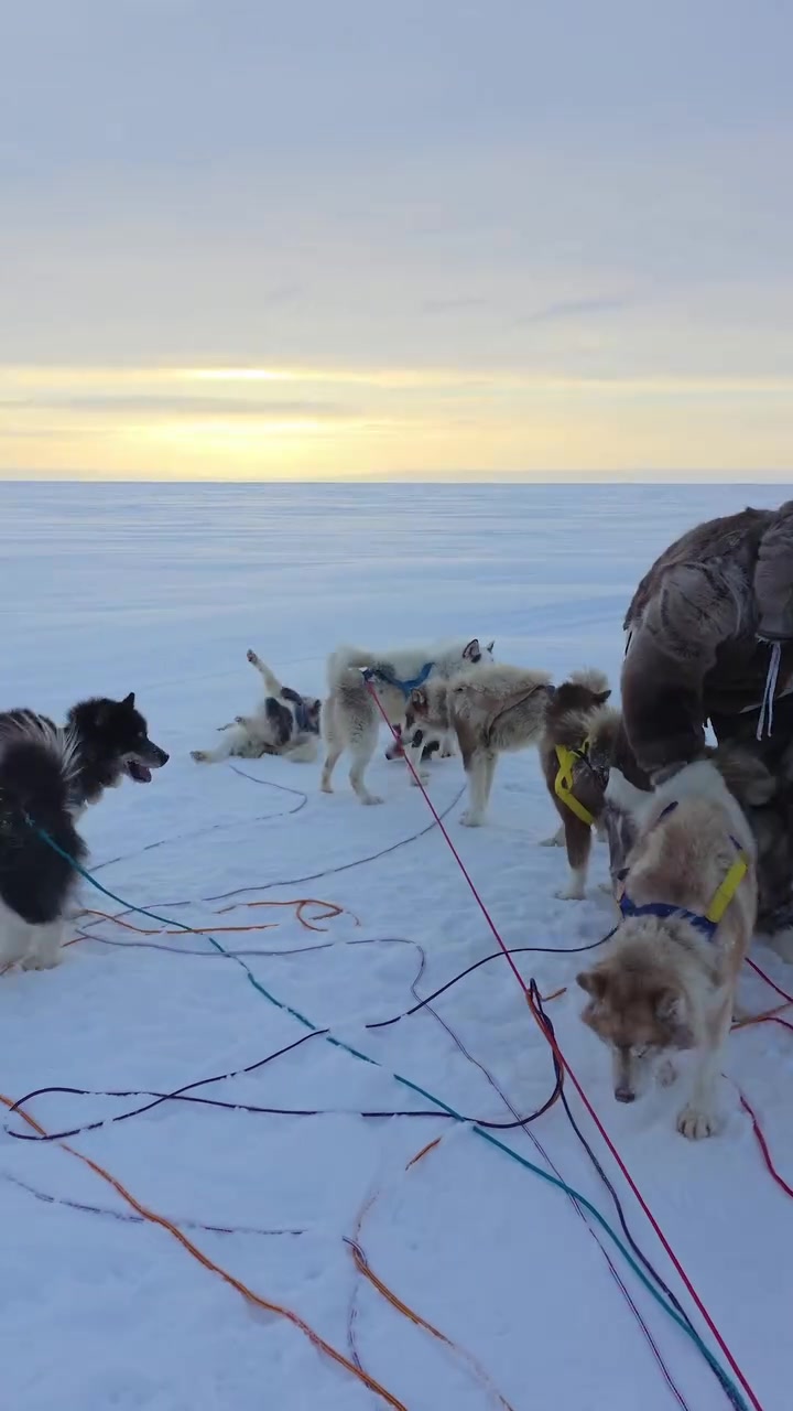开云入口-超大号兹拉坦🥶44岁伊布北极度假，裹得严严实实坐狗拉雪橇